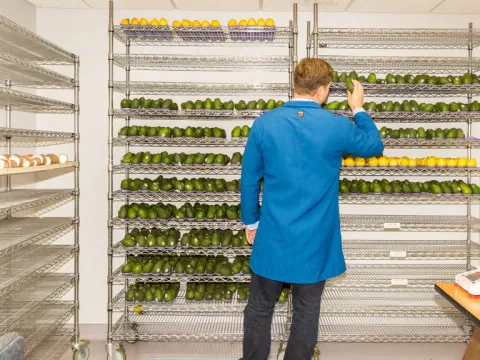 photo of a man tending to avacado's lined up on shelves