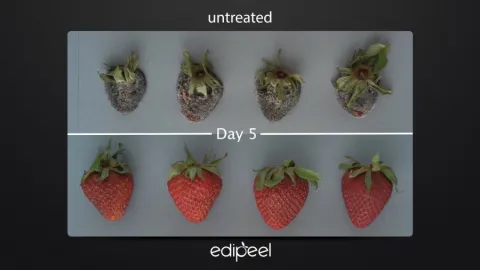 photo of an untreated strawberry that's whithered and below it is a treated strawberry that's ripe with the edipeel method